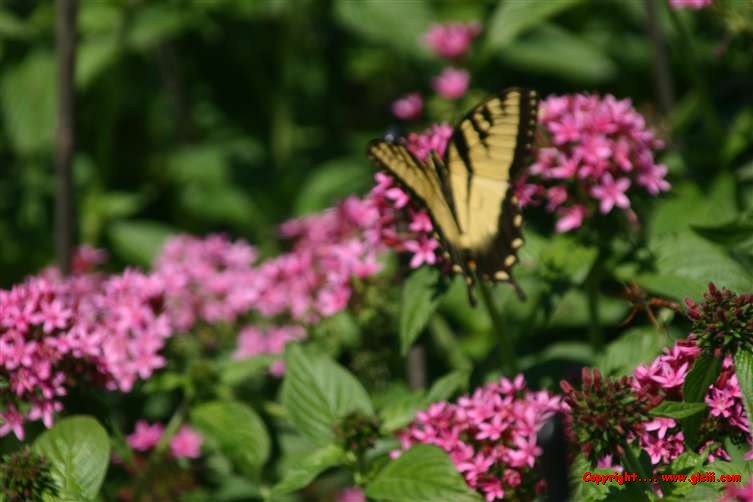 Click to go back